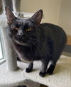 adoptable Cat in portland, IN named Whozit