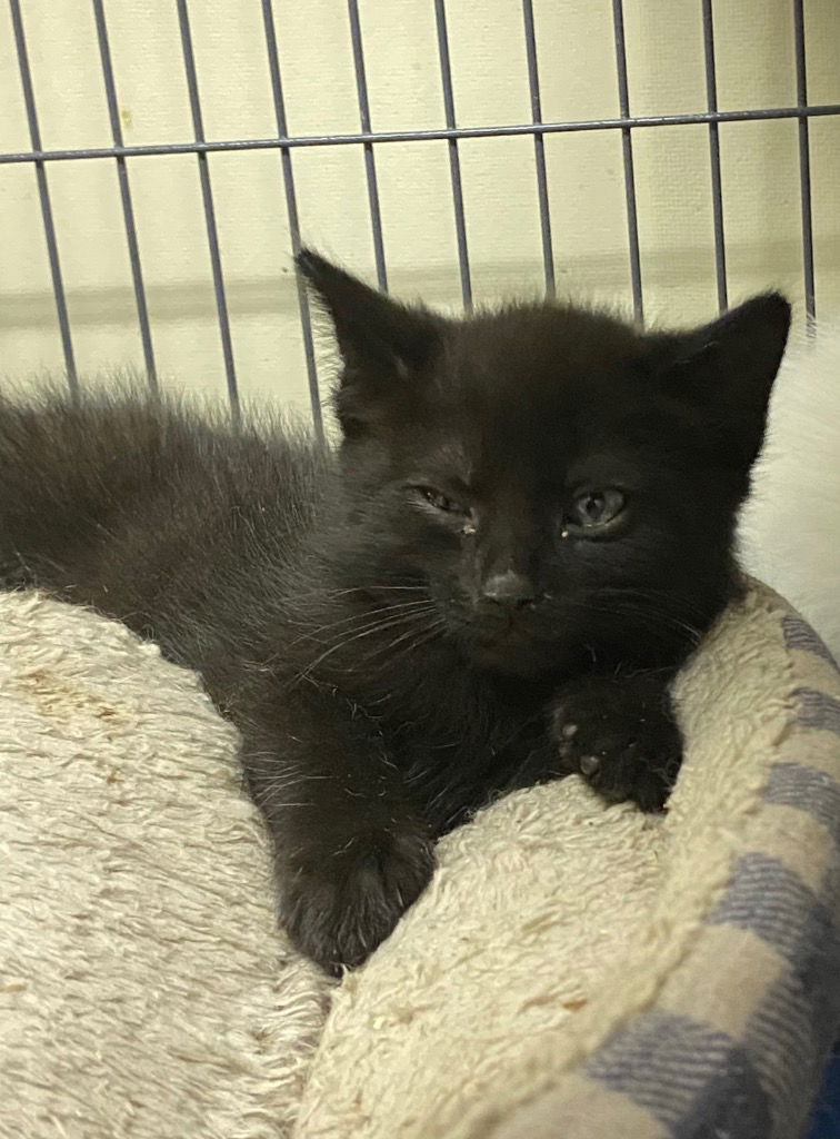 adoptable Cat in Portland, IN named Whozit