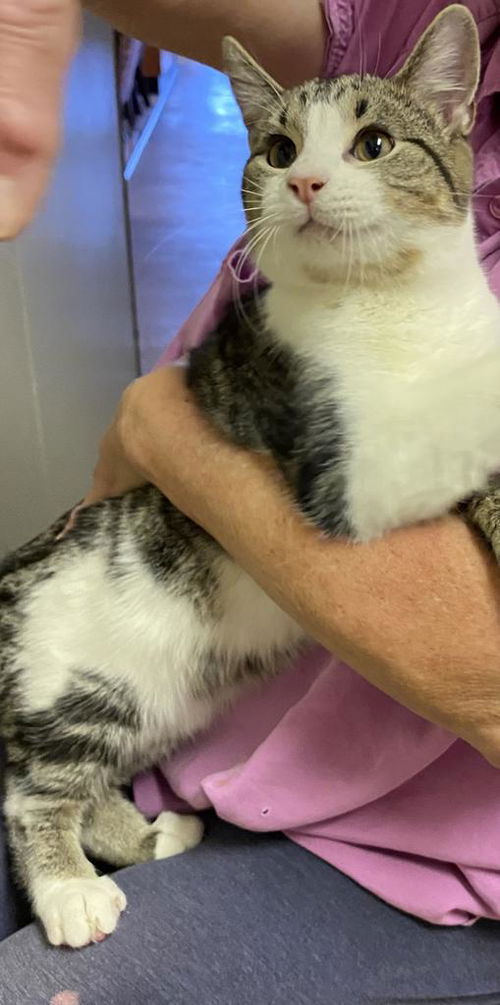 picture of the cat needing adoption