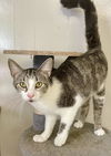 adoptable Cat in portland, IN named Tornado