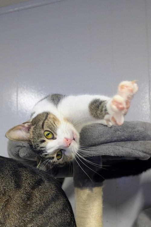 TORNADO - Domestic Short Hair available for adoption