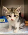 adoptable Cat in Portland, OR named Tornado