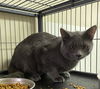 adoptable Cat in portland, IN named Typhoon