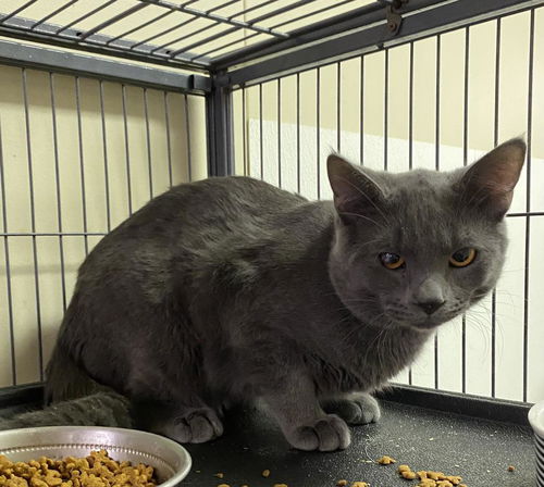 picture of the cat needing adoption