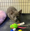 adoptable Cat in Portland, IN named Typhoon