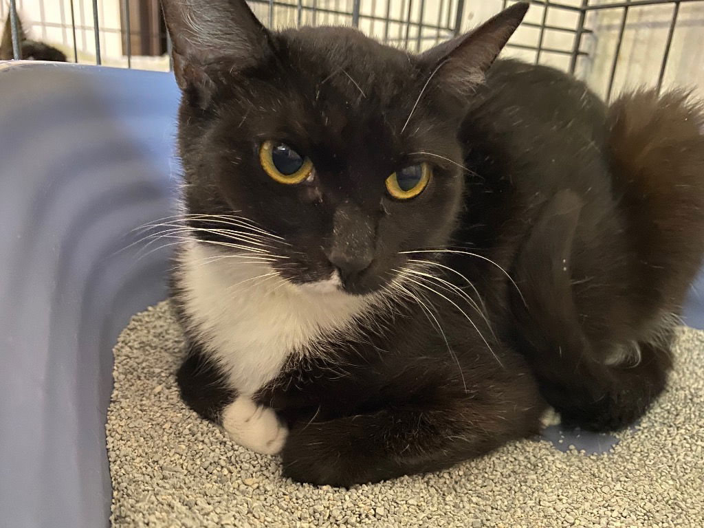 adoptable Cat in Portland, IN named Slinky