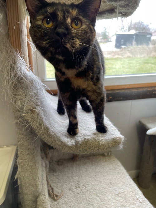BAMBOOZLE - Domestic Short Hair available for adoption