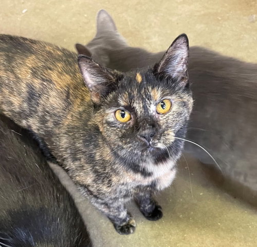 Bamboozle, an adoptable Domestic Short Hair in Portland, IN
