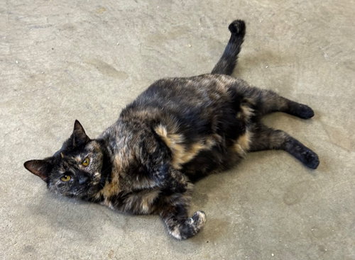 BAMBOOZLE - Domestic Short Hair available for adoption