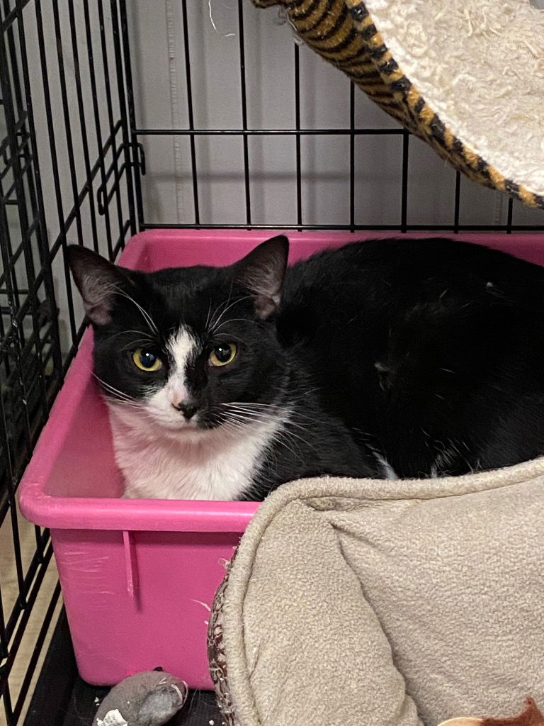 adoptable Cat in Portland, IN named Cookies & Cream