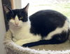adoptable Cat in portland, IN named Doodad