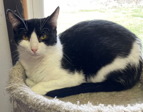 picture of the cat needing adoption