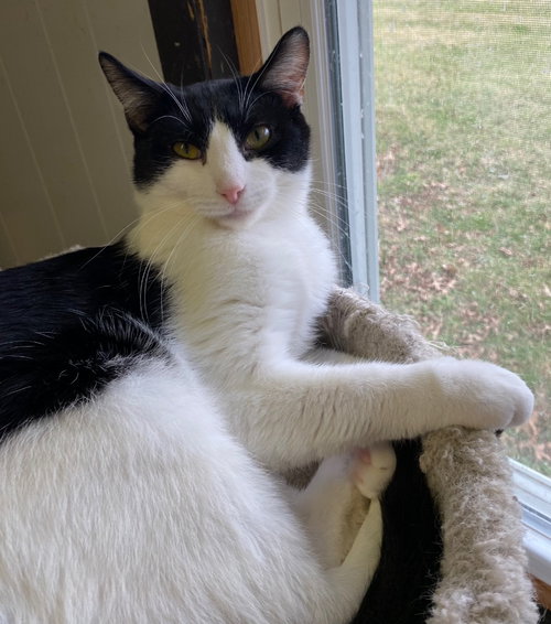 DOODAD - Domestic Short Hair available for adoption