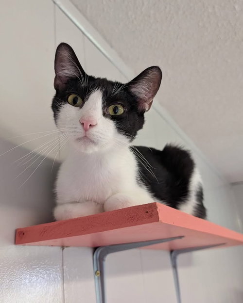 Doodad, Adult Domestic Short Hair / Mixed, cat for adoption in Anderson, Indiana