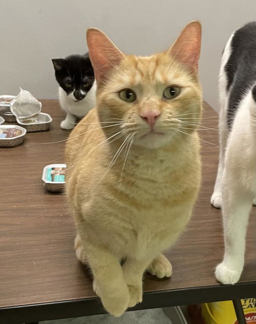picture of the cat needing adoption