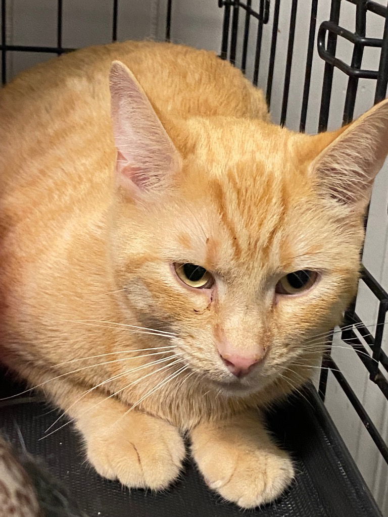 adoptable Cat in Portland, IN named Dreamcicle