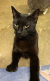 adoptable Cat in portland, IN named Grumbalina