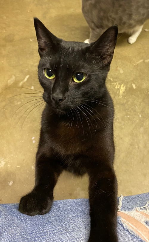picture of the cat needing adoption