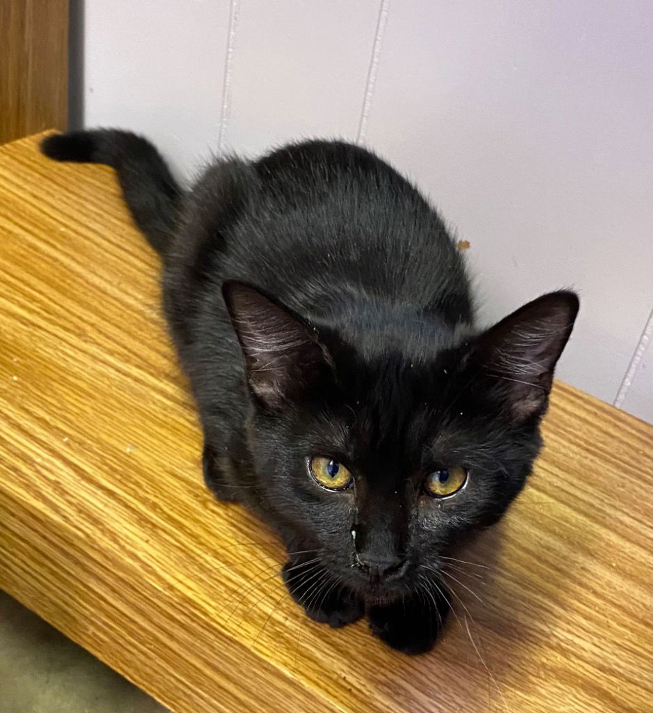 adoptable Cat in Portland, IN named Hoodwink