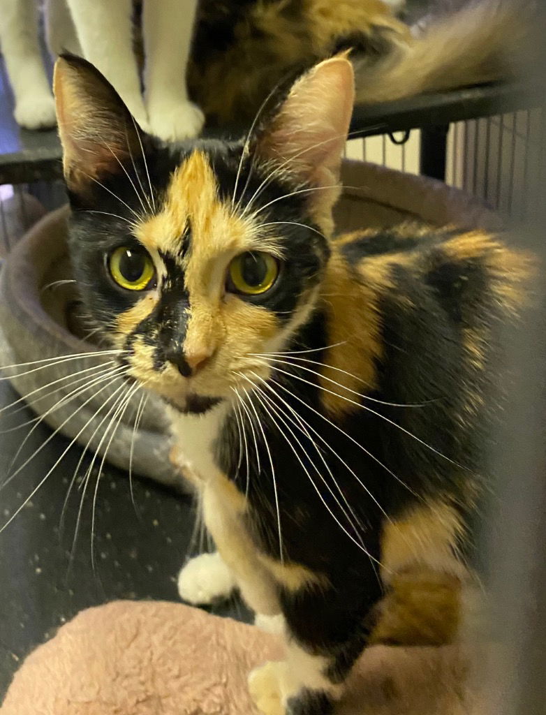 adoptable Cat in Portland, IN named PB Cup