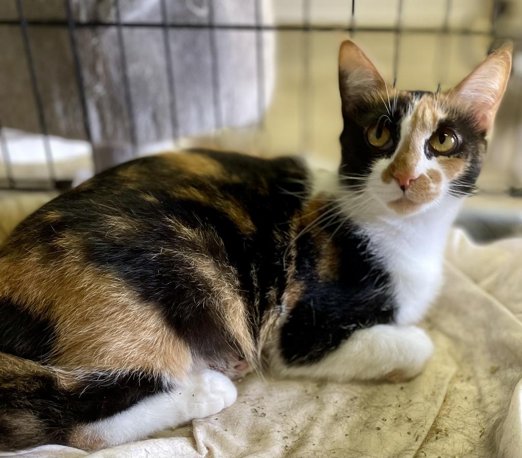 adoptable Cat in Portland, IN named Rocky Road
