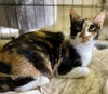 adoptable Cat in portland, IN named Rocky Road