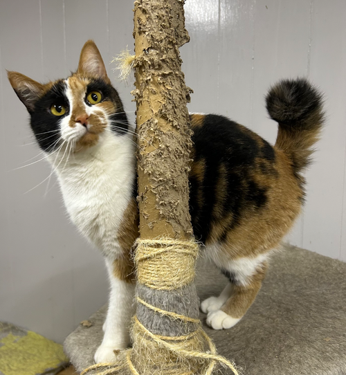 ROCKY ROAD - Manx / Domestic Short Hair available for adoption