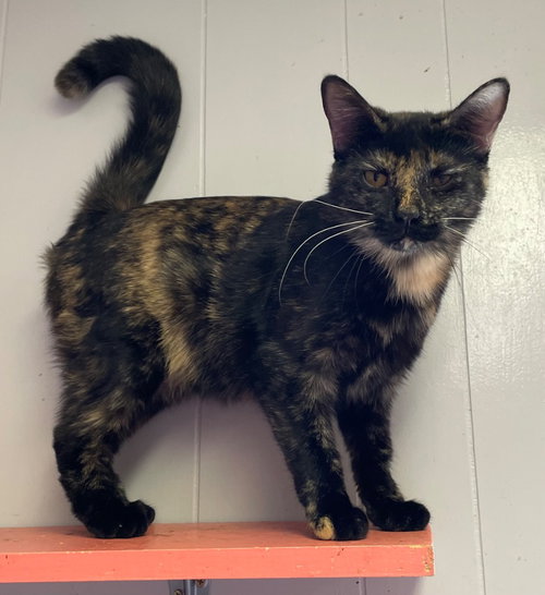 SWINDLE - Domestic Short Hair available for adoption