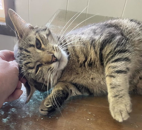 CYCLONE - Domestic Short Hair available for adoption