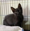 adoptable Cat in portland, IN named Gadget