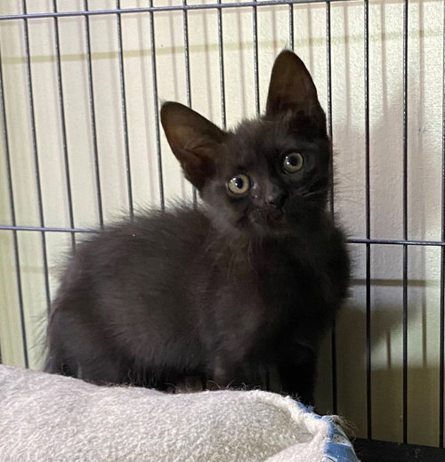 GADGET - Domestic Short Hair available for adoption