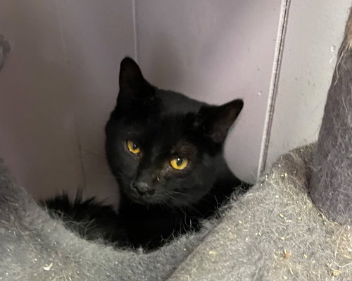 GADGET - Domestic Short Hair available for adoption