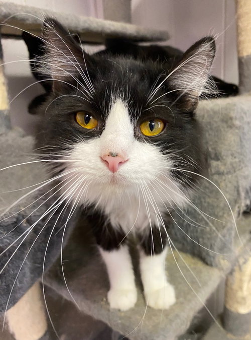 GIZMO - Domestic Medium Hair available for adoption