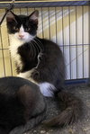 Gizmo - Photo 2