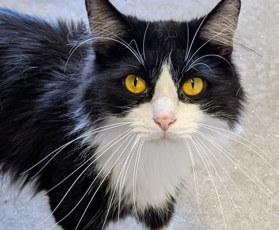 Gizmo Image
