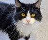 Gizmo - Photo 1