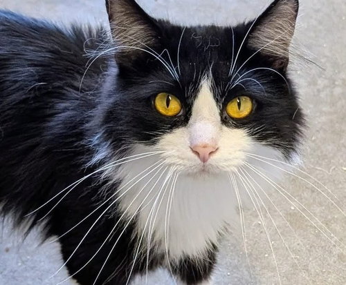 Gizmo, an adoptable Domestic Medium Hair in Portland, IN