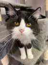 Gizmo - Photo 2