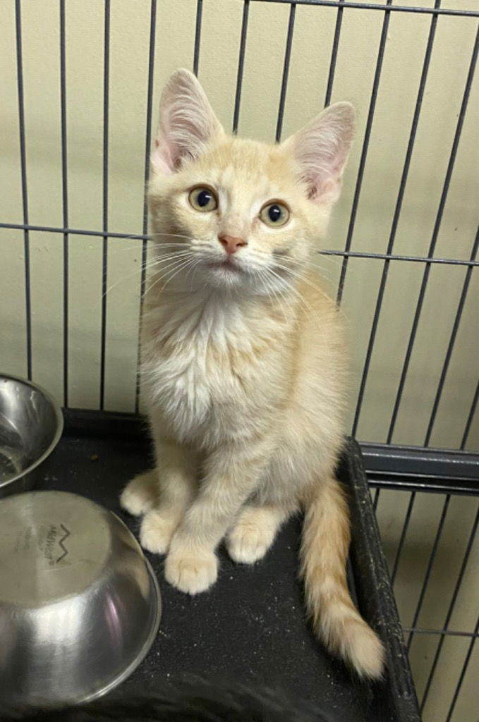 adoptable Cat in Portland, IN named Hawthorn