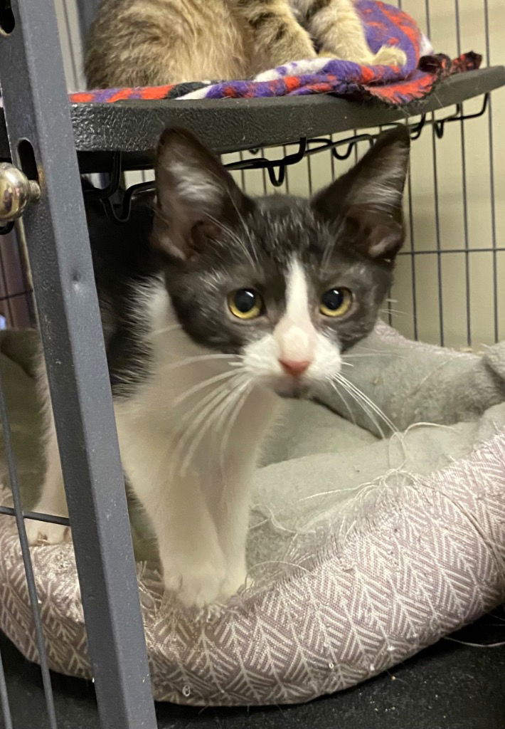 adoptable Cat in Portland, IN named Heath