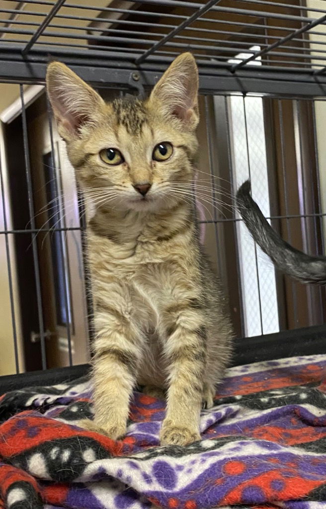 adoptable Cat in Portland, IN named Tiger Lily