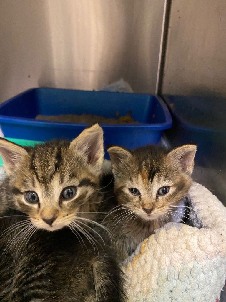 adoptable Cat in Portland, IN named Maid Marian