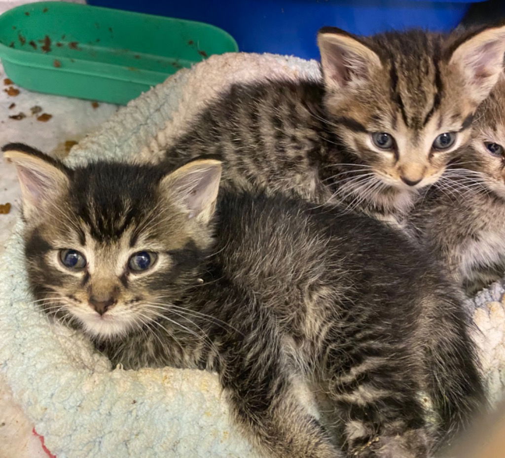 adoptable Cat in Portland, IN named Robin Hood