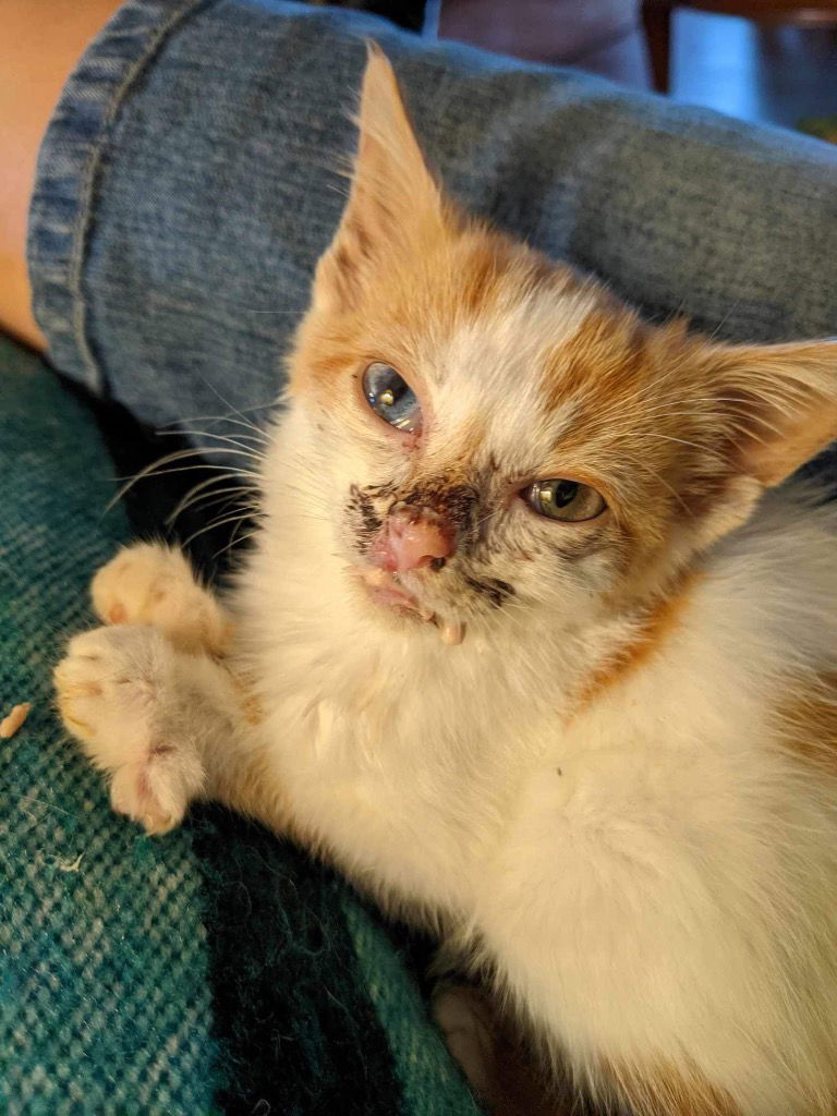 adoptable Cat in Portland, IN named Calamity Jane