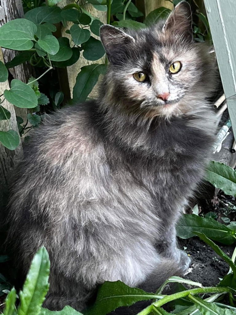 adoptable Cat in Portland, IN named Aura