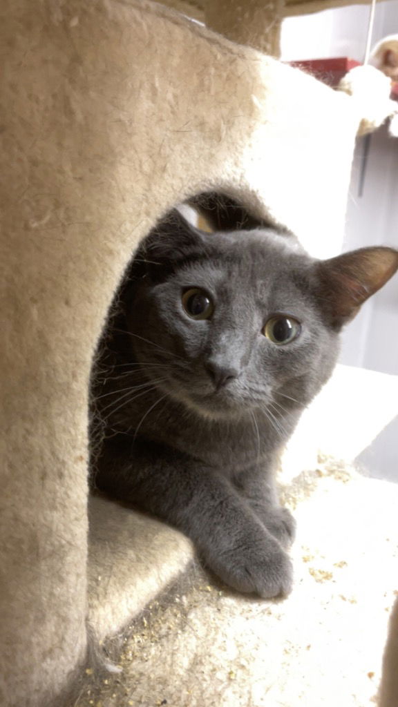 adoptable Cat in Portland, IN named DG