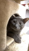 adoptable Cat in portland, IN named DG