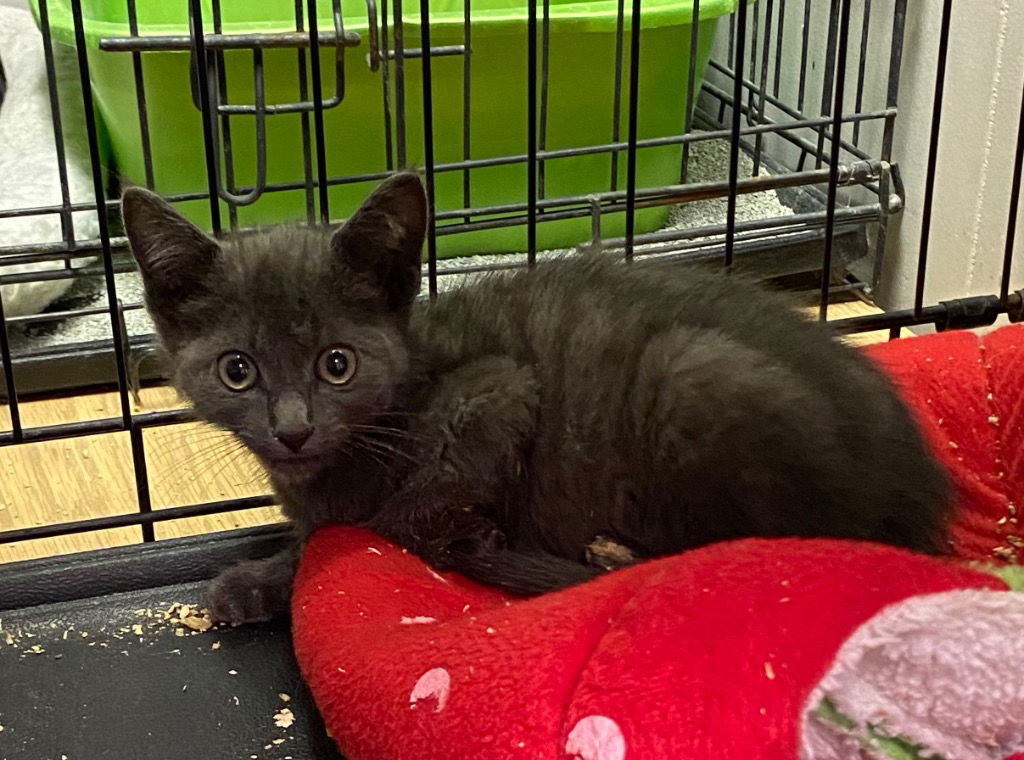 adoptable Cat in Portland, IN named DG