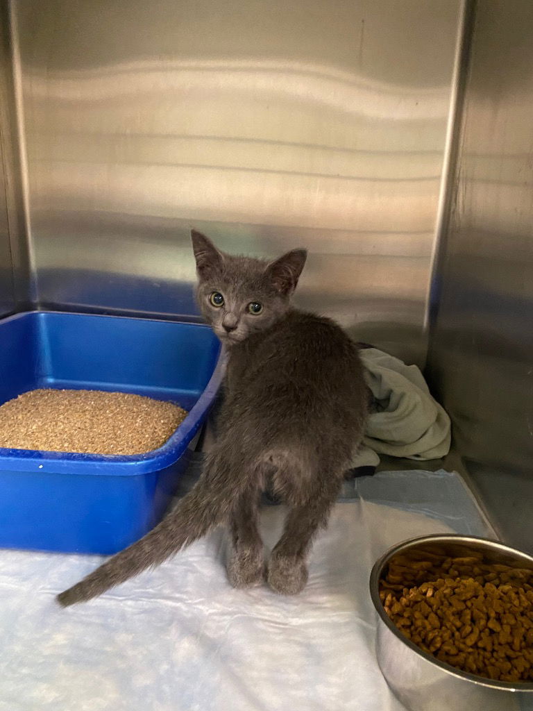 adoptable Cat in Portland, IN named Ghost