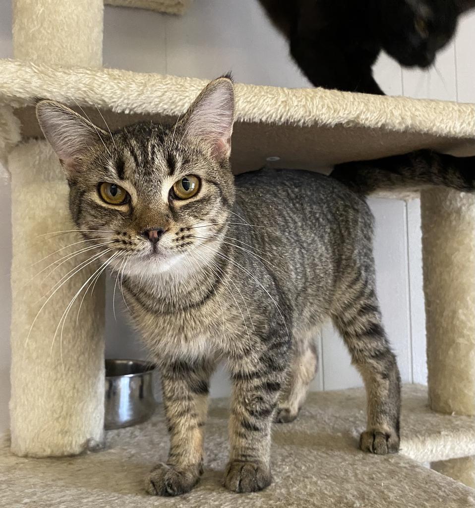 adoptable Cat in Portland, IN named Tagata